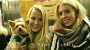 yorkie dog with two blondes