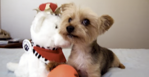 yorkie dog holding ball with stuffed bear