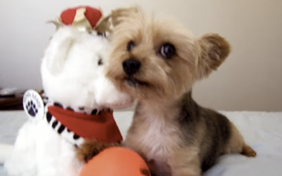 Cute But Angry Yorkie Doesn’t Want To Give Up His Ball