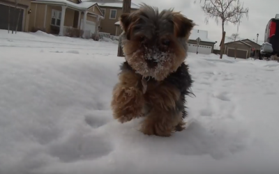 Does Your Yorkie Hate Snow?  Here’s Something to Both Help & Inspire!