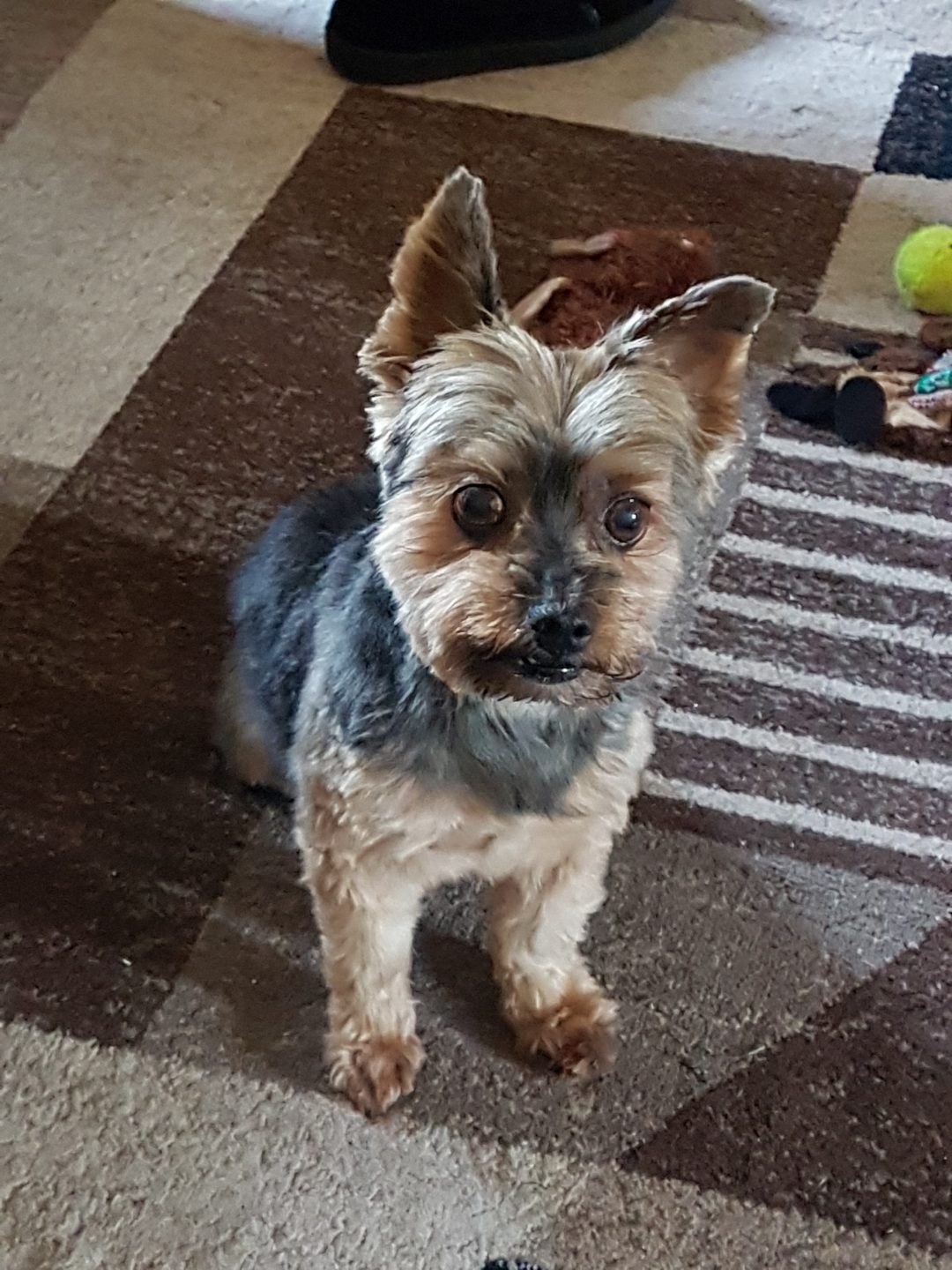 Parker the Yorkie | My Little Yorkie World