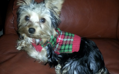 Kinsey the Yorkie Getting His Teeth Brushed