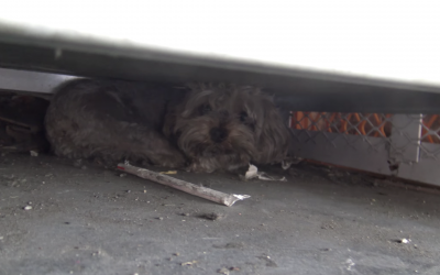 Dramatic Hope For Paws Video Shows How a Tiny Yorkie Hiding Underneath Propane Tanks Gets Rescued!