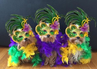 three yorkies wearing colorful costumes