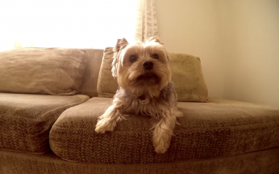 Watch this Yorkie’s Cute Reaction To Seeing His Human Dad Come Home!