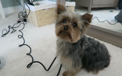 Giving Dobby the Teacup Yorkie a Bath