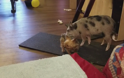 Little Yorkie Vs Mini Pig – An Epic Battle