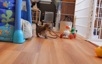 Cute Six Week Old Yorkie Puppies Playing!