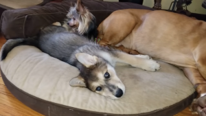 3 dogs relaxing on a bed