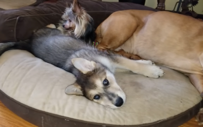 Yorkie, Bulldog and Puppy Relaxing