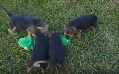 Cute Yorkies Vs. Stuffed Alligator