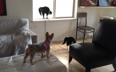 Excited Yorkie Vs Scaredy Cats