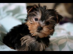 cute yorkie compilation video
