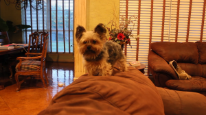 small yorkie terrier