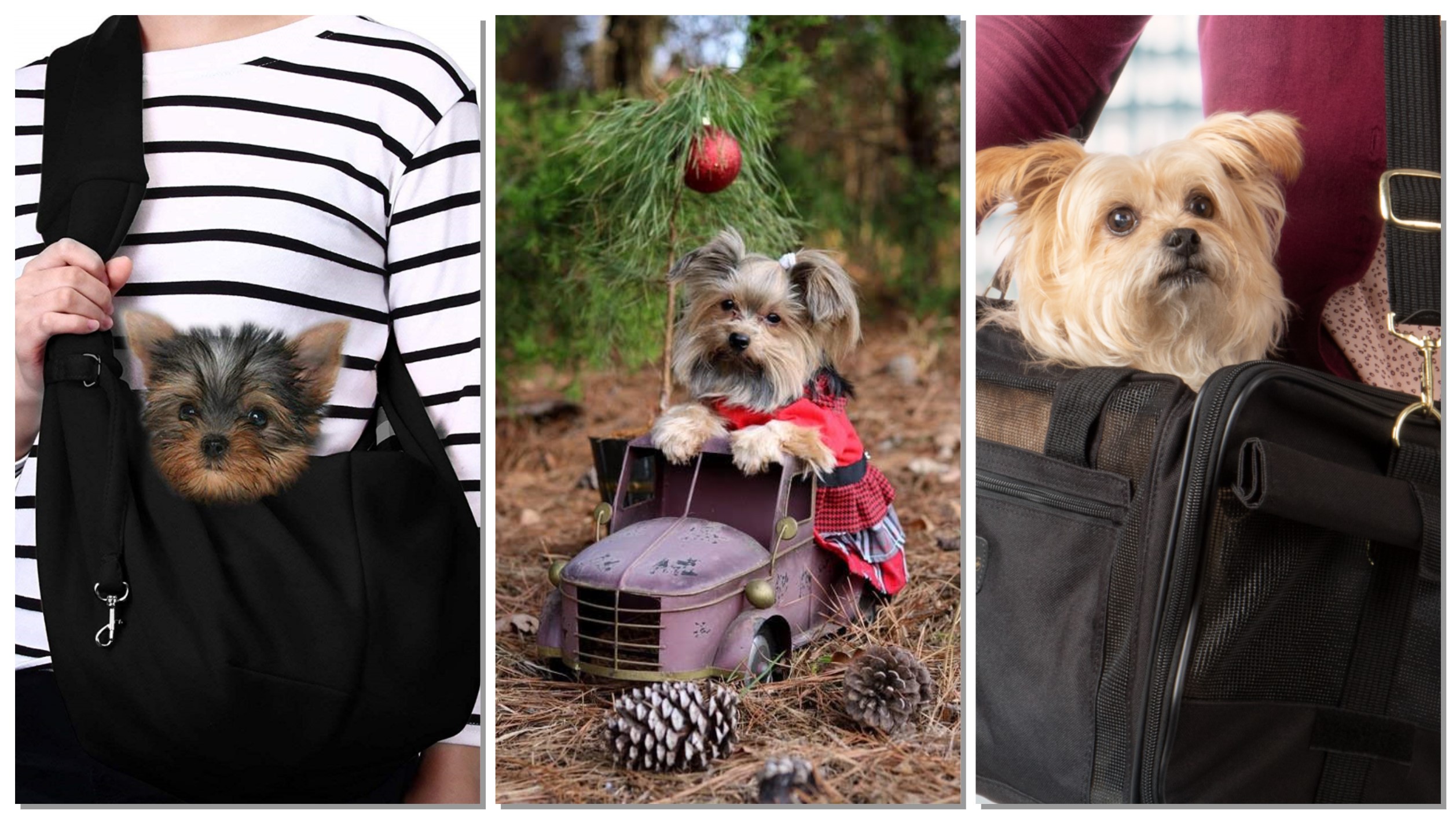 The Best Carriers For Your Yorkie | My Little Yorkie World